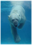 Imagen de un oso polar