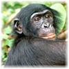 Imagen de un bonobo