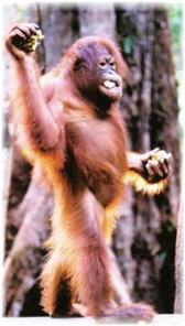 Imagen de un orangután