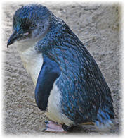 Imagen del pingüino Azul