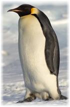 Imagen de un pingüino Emperador