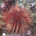 Imagen del erizo rojo de mar