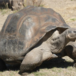 Imagen de la tortuga de los Galápagos