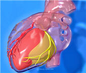 Arterias coronarias