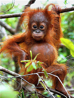 Bebe orangután